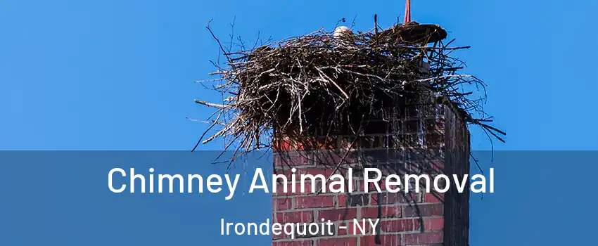 Chimney Animal Removal Irondequoit - NY