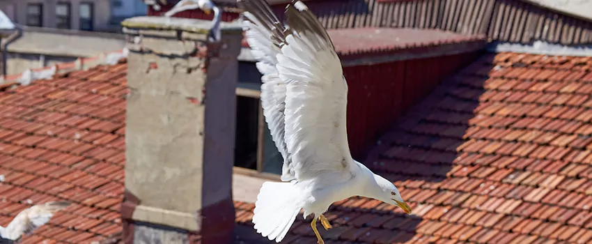 Residential Chimney Animal Removal Solution in Irondequoit, NY