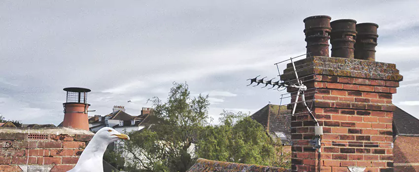 Chimney Cleaning And Restoration in Irondequoit, New York